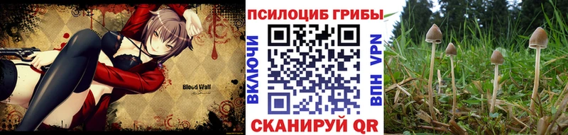 Псилоцибиновые грибы MAGIC MUSHROOMS  Купить закладки  Ардатов 